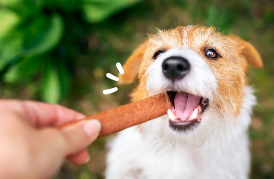 I migliori snack naturali per cani e gatti: premi sani e gustosi