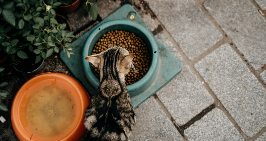 Cambio di stagione: come cambia la dieta di cani e gatti