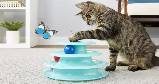 Top 5 giochi interattivi per gatti che vivono in appartamento