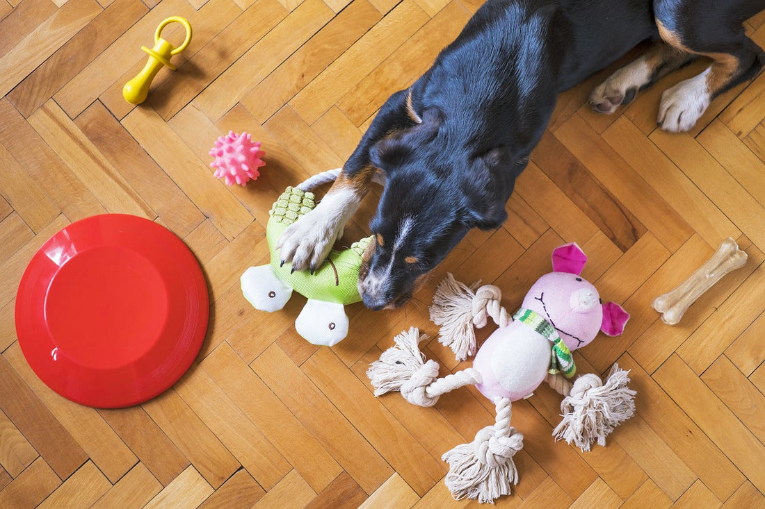 Addestramento e giochi: strategie per stimolare l’intelligenza e l’energia di cani e gatti