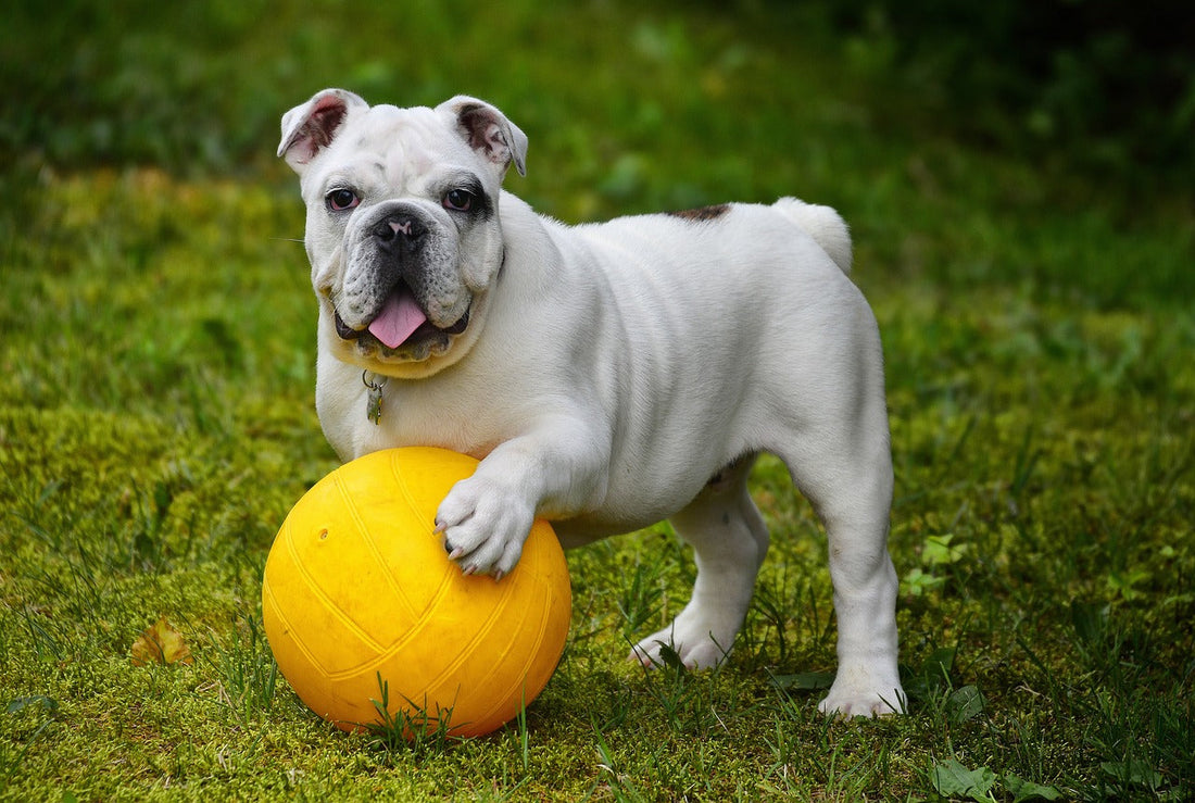 Guida Completa agli Accessori per il Benessere di Cani e Gatti