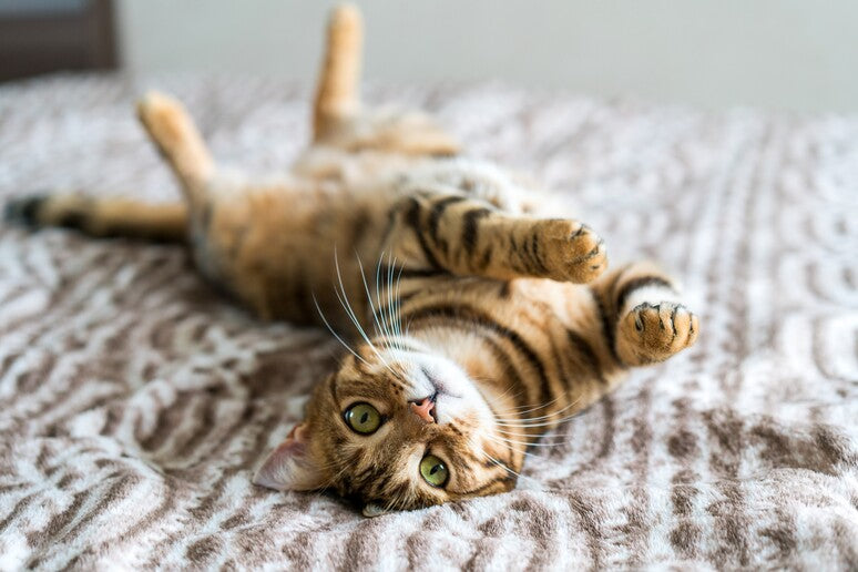 Igiene gatto